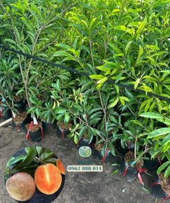 Cây giống sapo mexico do Phúc An cung cấp