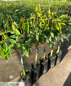 cây giống sầu riêng musang king - cây giống phúc an