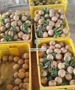 Thu hoạch và phân loại sapo mexico