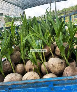 Phúc An giao cây giống dừa ta cho khách hàng