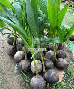 Cây giống dừa xiêm xanh lùn tại Phúc An