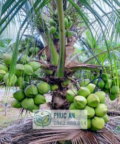 Cây dừa xiêm xanh lùn Bến Tre