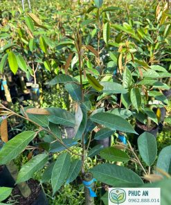 sầu riêng ri 6 - cây giống phúc an