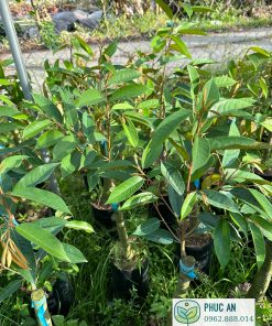 sầu riêng ri 6 - cây giống phúc an