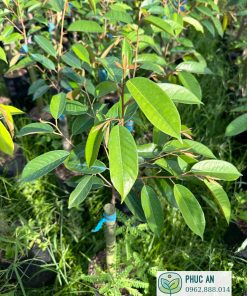 sầu riêng ri 6 - cây giống phúc an