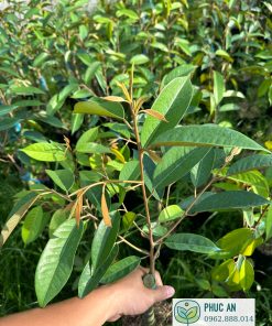 sầu riêng ri 6 - cây giống phúc an