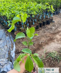 Na thái được nuôi lên đọt cứng cáp