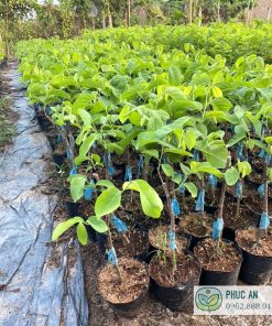 Vườn cây giống Na Thái