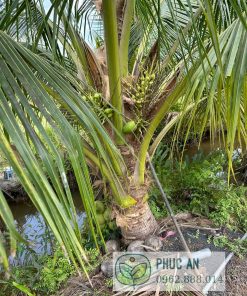 Trồng dừa với khoảng cách thích hợp để cây phát triển tốt nhất