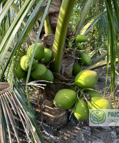 Giống dừa xiêm xanh lùn cho trái chỉ sau 3 năm trồng, khi thân cây còn rất thấp