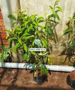 Cây giống sapo Cần Thơ sản xuất tại Phúc An