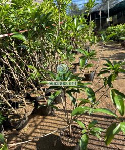 Cây giống sapo mexico do Phúc An cung cấp