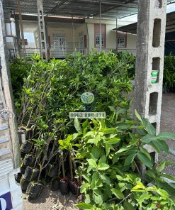 Phúc An giao cây giống sapo Cần Thơ cho khách hàng