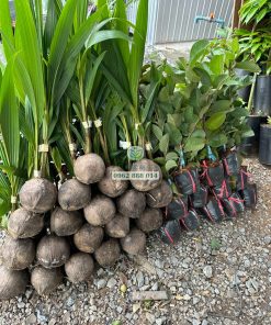 Cây giống dừa mã lai bầu Phúc An cung cấp cho khách hàng