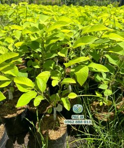 Cây giống na Đài Loan do Phúc An cung cấp