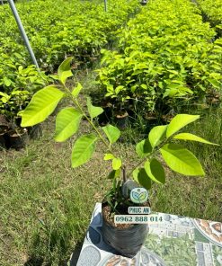 Cây giống na Đài Loan do Phúc An cung cấp