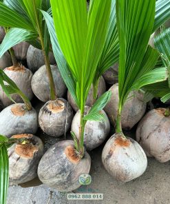 Cây giống dừa ta do Phúc An cung cấp