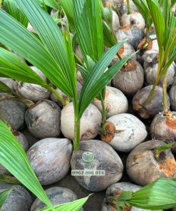 Cây giống dừa ta