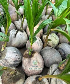 Cây giống dừa ta do Phúc An cung cấp