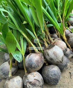 Cây giống dừa mã lai bầu