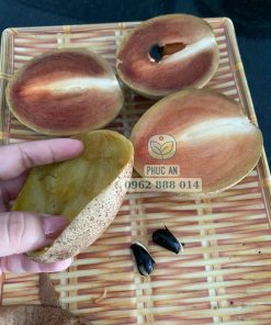 giống sapo mexico - cây giống phúc an