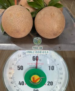 giống sapo mexico - cây giống phúc an