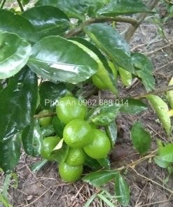 Chanh không hạt thường được khống chế chiều cao để dễ thu hoạch trái