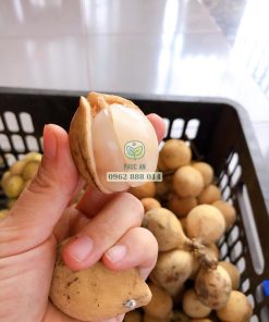 Đặc điểm trái bòn bon thái