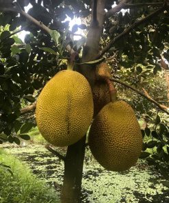 Khả năng mang trái của mít đỏ indo