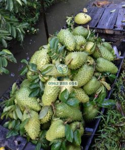 Mãng cầu xiêm thái cho năng suất khá cao