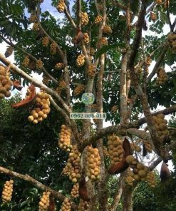 Cây bòn bon Thái cho năng suất cao