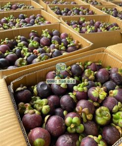 Thu hoạch măng cụt Thái của một nhà vườn