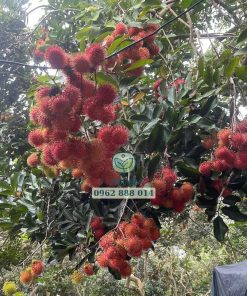 Chôm chôm tiến cường say trĩu quả