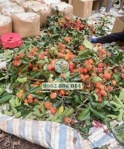 Thu hoạch chôm chôm tiến cường tại miền tây