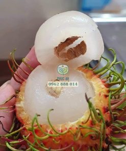 Cận cảnh trái chôm chôm tiến cường với thịt dày tróc hạt