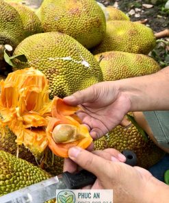 Múi mít ruột đỏ indo