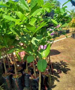 Cây giống chôm chôm Thái tại Phúc An