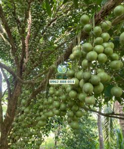 Dâu da xanh cho năng suất rất cao