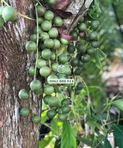 Dâu da xanh mang trái