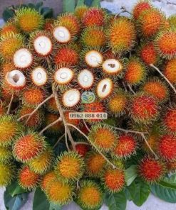 Mẫu mã đẹp, thịt dày, tróc vỏ, hương vị thơm ngon - Chôm chôm tiến cường