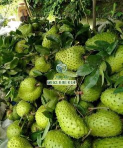 Thu hoạch mãng cầu xiêm Thái