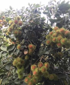 Năng suất chôm chôm Thái khá cao