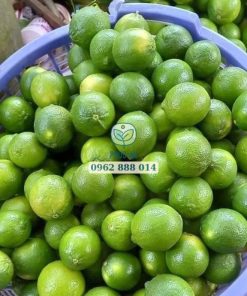 Cây chanh không hạt cho trái sớm và năng suất cao