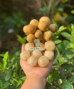 Cận cảnh trái bòn bon thái