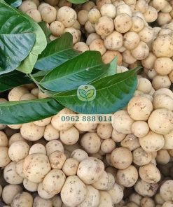 Thu hoạch bòn bon Thái tại một vườn ở miền tây