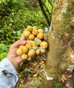 Cây bòn bon thái - Phúc An