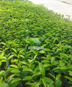 Mua cây giống mãng cầu xiêm thái chất lượng tại Cây giống Phúc An