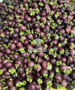 Măng cụt có năng suất cao