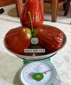 Cận cảnh trái và cân nặng mận hồng st