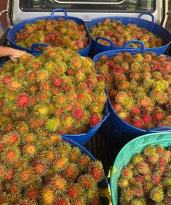 Thu hoạch chôm chôm Thái ở vườn